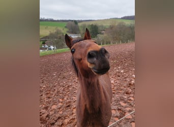 German Trotter, Gelding, 16 years, 15,1 hh, Brown