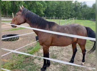 German Trotter, Gelding, 16 years, 16,1 hh, Brown