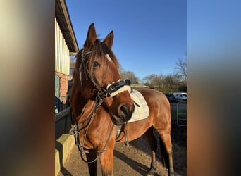 German Trotter, Gelding, 16 years, 16 hh, Brown