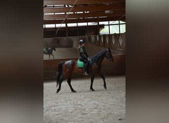 German Trotter, Gelding, 18 years, 15,1 hh, Brown