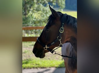 German Trotter, Gelding, 18 years, 15.3 hh, Brown
