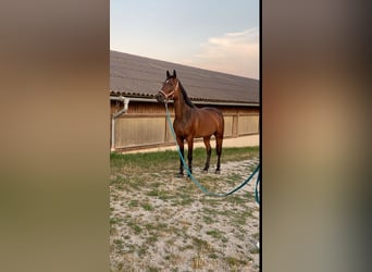 German Trotter, Gelding, 18 years, 15.3 hh, Brown