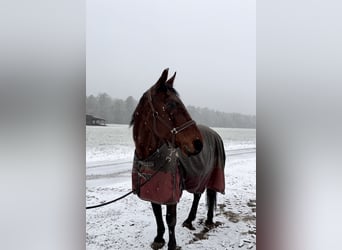 German Trotter, Gelding, 23 years, 16,3 hh, Brown