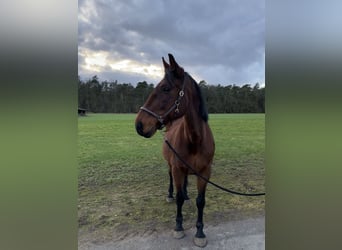 German Trotter, Gelding, 23 years, 16,3 hh, Brown