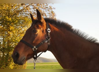 German Trotter, Gelding, 24 years, 15,2 hh, Brown