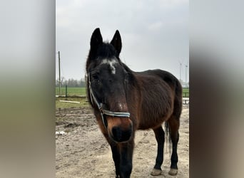 German Trotter, Gelding, 26 years, 16 hh, Brown