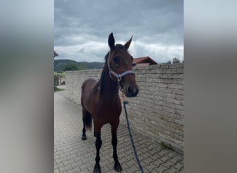 German Trotter, Gelding, 2 years, 14.2 hh, Brown German Trotter, Gelding, 2 years, 14.2 hh, Brown