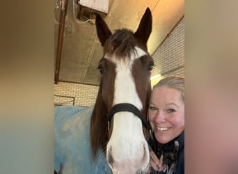 German Trotter, Gelding, 3 years, 16 hh, Chestnut