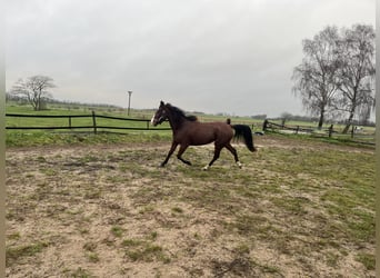 German Trotter, Gelding, 3 years, 16 hh, Chestnut