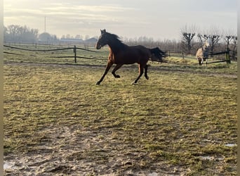 German Trotter, Gelding, 4 years, 15,2 hh, Bay-Dark