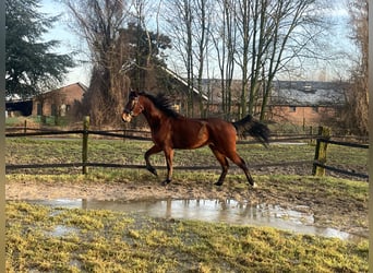 German Trotter, Gelding, 4 years, 15,2 hh, Bay-Dark