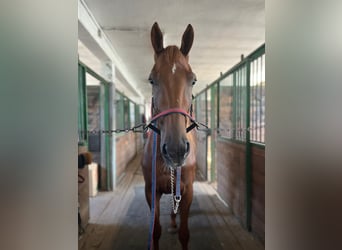 German Trotter, Gelding, 4 years, 16 hh, Chestnut-Red