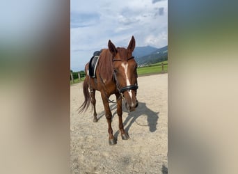 German Trotter, Gelding, 4 years, 16 hh, Chestnut-Red