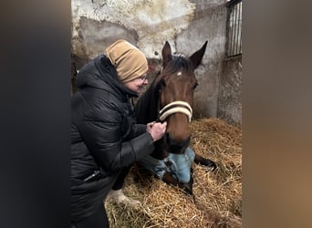 German Trotter Mix, Gelding, 4 years, Brown
