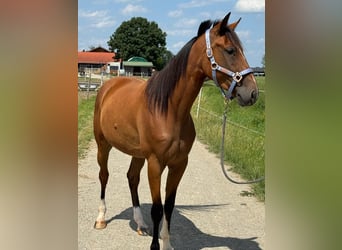 German Trotter, Gelding, 5 years, 15.2 hh, Chestnut-Red