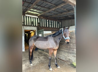 German Trotter, Gelding, 5 years, 15,2 hh, Brown
