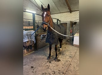 German Trotter, Gelding, 5 years, 16,1 hh, Brown