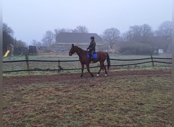 German Trotter, Gelding, 5 years, 16,1 hh, Brown