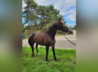 German Trotter, Gelding, 5 years, 16 hh, Bay-Dark