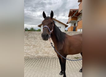 German Trotter, Gelding, 5 years, 16 hh, Brown