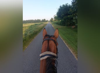 German Trotter, Gelding, 5 years, 16 hh, Brown