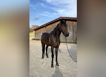 German Trotter, Gelding, 6 years, 16 hh, Bay-Dark