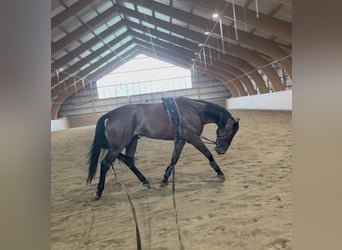 German Trotter, Gelding, 6 years, 16 hh, Brown