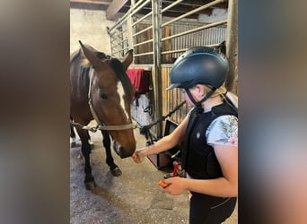 German Trotter, Gelding, 7 years, 15.1 hh, Brown