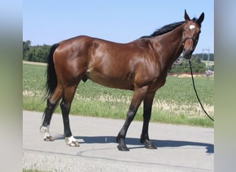 German Trotter, Gelding, 7 years, 16 hh, Brown