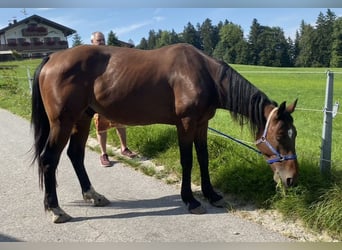 German Trotter, Gelding, 7 years, 16 hh, Brown