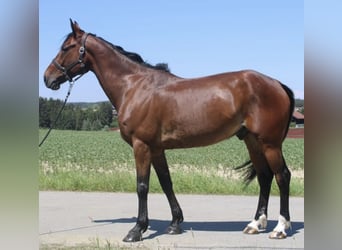 German Trotter, Gelding, 7 years, 16 hh, Brown