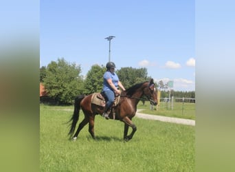 German Trotter, Gelding, 7 years, 16 hh, Brown