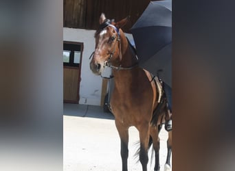 German Trotter, Gelding, 7 years, 16 hh, Brown