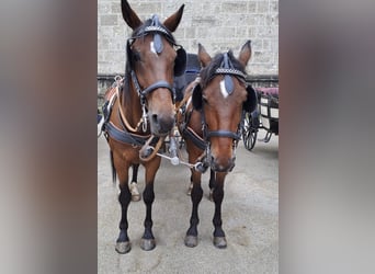 German Trotter, Gelding, 7 years, 16 hh, Brown