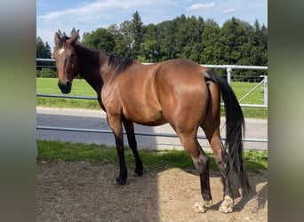 German Trotter, Gelding, 7 years, 16 hh, Brown