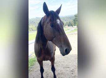 German Trotter, Gelding, 7 years, 16 hh, Brown