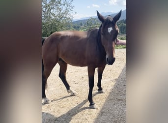 German Trotter, Gelding, 7 years, 16 hh, Brown