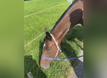 German Trotter, Gelding, 7 years, 16 hh, Brown