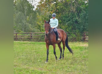 German Trotter, Gelding, 7 years, 16,2 hh, Brown