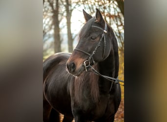 German Trotter, Gelding, 8 years, 15.1 hh, Bay-Dark