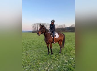 German Trotter, Gelding, 8 years, 15.2 hh, Bay-Dark
