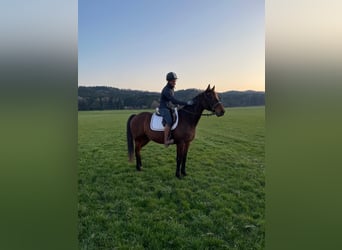 German Trotter, Gelding, 8 years, 15.2 hh, Bay-Dark