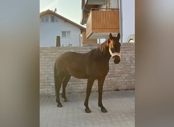 German Trotter, Gelding, 8 years, 15,2 hh, Brown