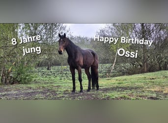 German Trotter, Gelding, 8 years, 16 hh, Bay-Dark