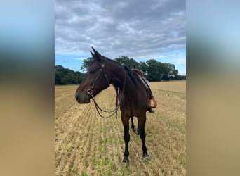 German Trotter, Gelding, 8 years, 16 hh, Bay-Dark