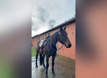 German Trotter, Gelding, 8 years, 16 hh, Bay-Dark