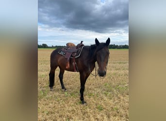 German Trotter, Gelding, 8 years, 16 hh, Bay-Dark