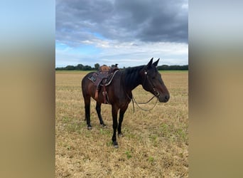 German Trotter, Gelding, 8 years, 16 hh, Bay-Dark