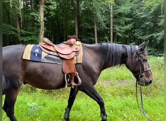German Trotter, Gelding, 8 years, 17 hh, Bay-Dark