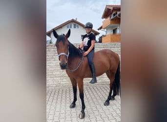 German Trotter, Gelding, 9 years, 15,2 hh, Brown